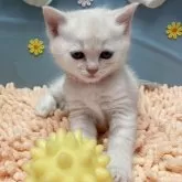 マンチカン(長足)