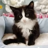 ノルウェージャンフォレストキャット