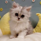 ミヌエット(長足)