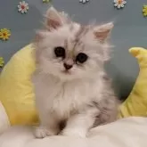 ミヌエット(長足)