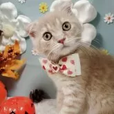 スコティッシュフォールド(折れ耳)