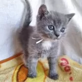 ブリティッシュショートヘア