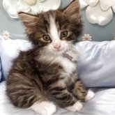 ノルウェージャンフォレストキャット