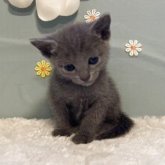 ロシアンブルー