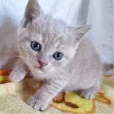 ブリティッシュショートヘア