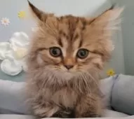 ペルシャ【北海道・男の子・2025年2月10日・チンチラゴールデン】の写真2