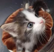 ノルウェージャンフォレストキャット【北海道・男の子・2024年11月17日・ブラウンタビー&ホワイト】の写真2