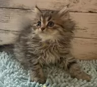 ペルシャ【北海道・男の子・2025年2月10日・チンチラゴールデン】の写真3