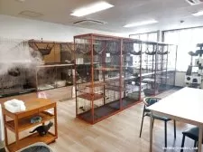 ベンガル【北海道・男の子・2025年7月11日・ブラウンスポテッドタビー】の写真4