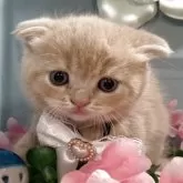 スコティッシュフォールド(折れ耳)【北海道・男の子・2025年7月1日・クリームタビー】の写真3