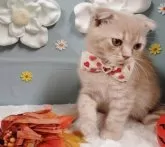 スコティッシュフォールド(折れ耳)【北海道・男の子・2025年7月1日・クリームタビー】の写真2