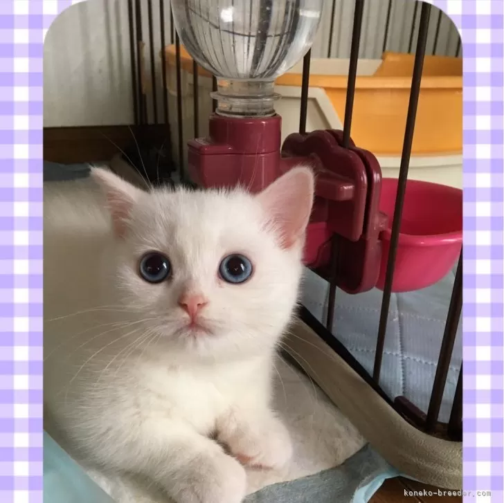 ID:2402-02008の子猫