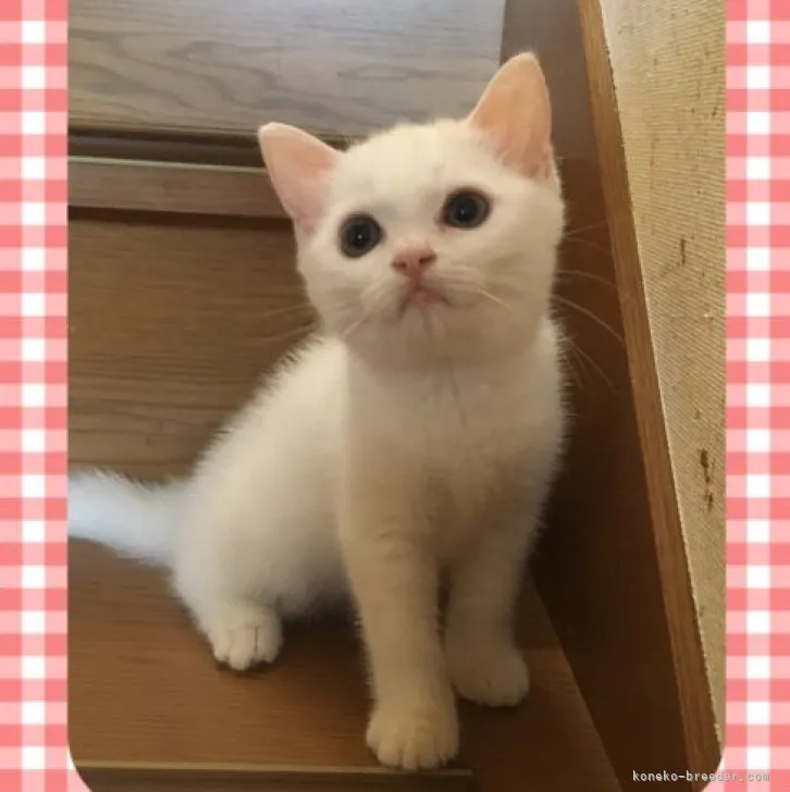 ID:2309-02951の子猫