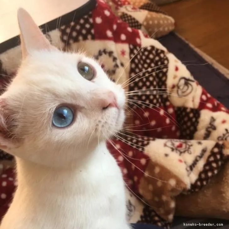 ID：2211-00045の子猫