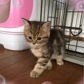 ミヌエット(長足)【徳島県・女の子・2023年12月30日・ブラウンタビー】の写真1「❤︎美人さんですよ❤︎」