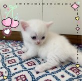 ミヌエット