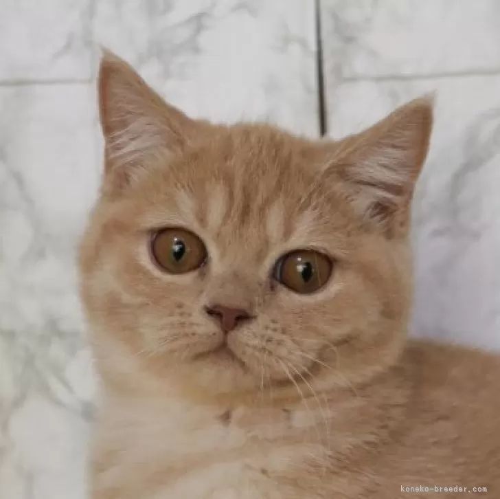 ID：2408-01147の子猫