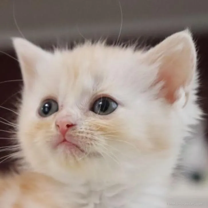 ID：2211-02591の子猫