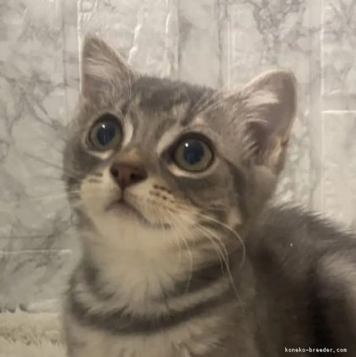 ID:2305-00952の子猫