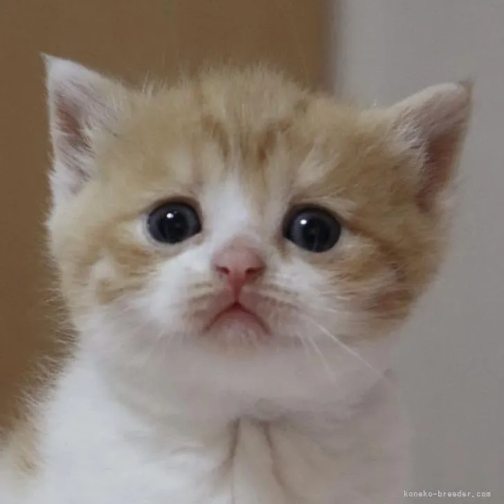 ID：2210-01243の子猫