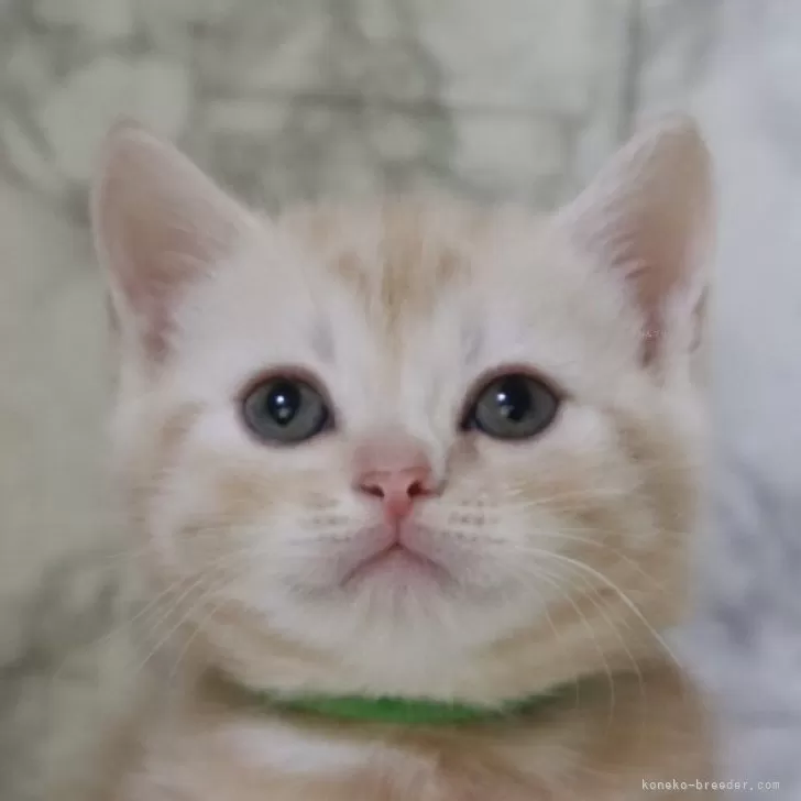 ID:2406-03326の子猫