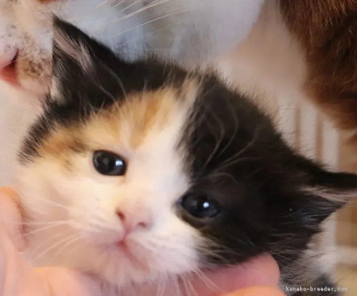 ID：2112-01063の子猫