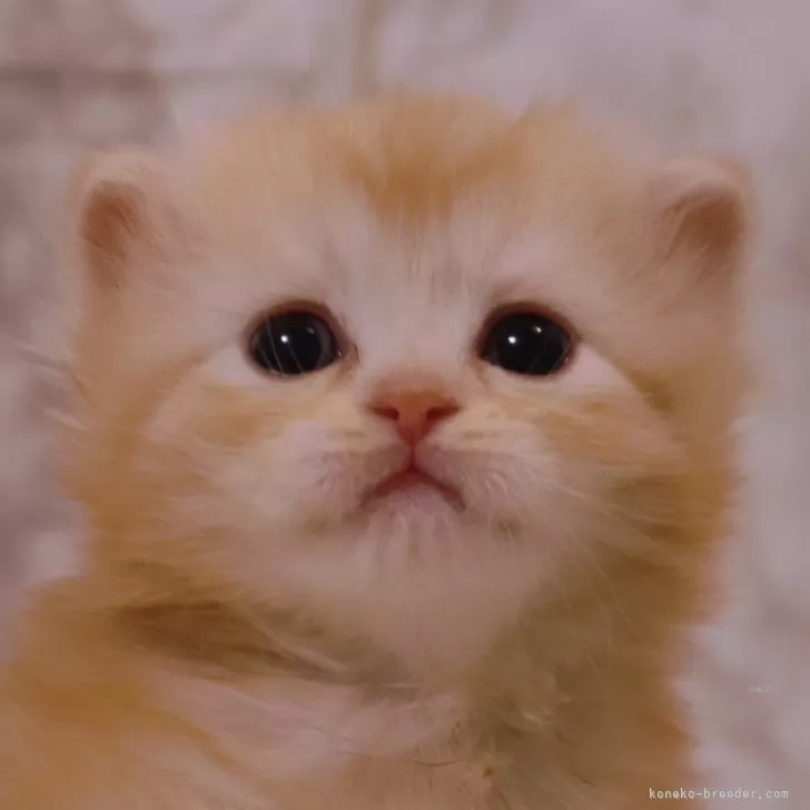 ID：2402-00223の子猫