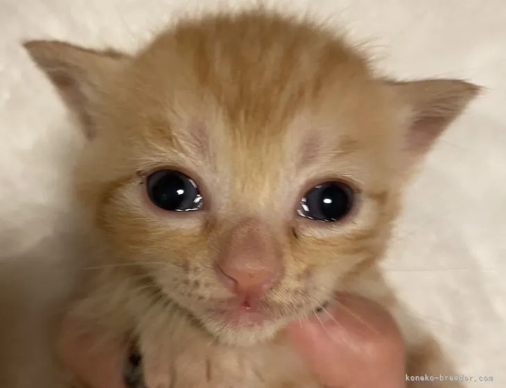 ID：2105-01541の子猫