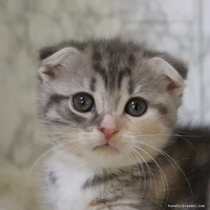 E.O 様のお迎えした子猫