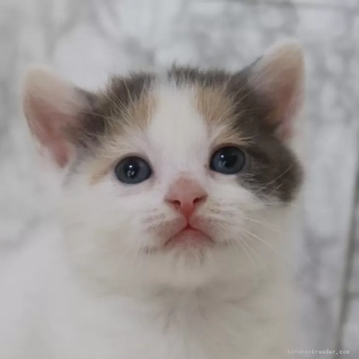 ID：2404-03173の子猫