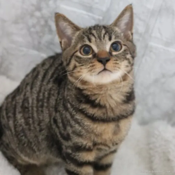 ID：2303-02479の子猫