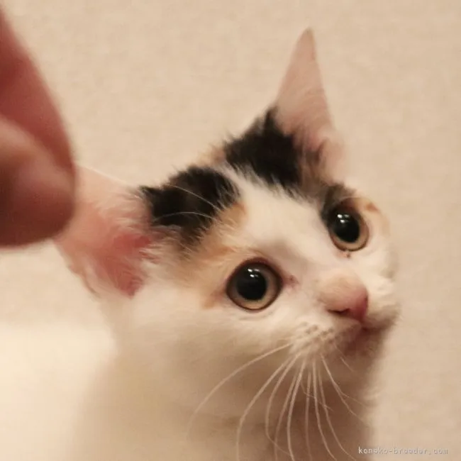 かとう 様のお迎えした子猫