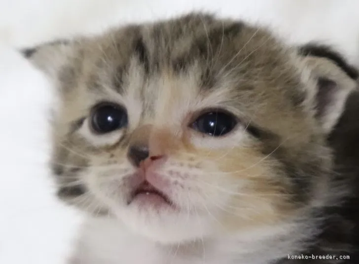 ID：2107-00741の子猫