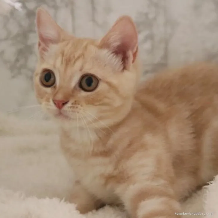 ID：2305-02666の子猫