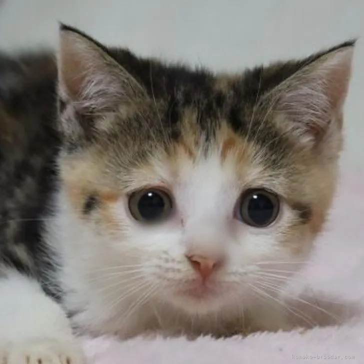 ID:2212-00254の子猫