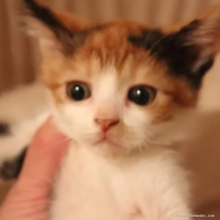 ID：2210-01244の子猫