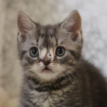 スコティッシュフォールド【埼玉県・男の子・2024年1月18日・シルバータビー】の写真「元気いっぱい！甘えん坊の男の子♥️」