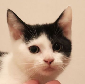 スコティッシュフォールド(立ち耳)【埼玉県・男の子・2021年9月26日・ブラック&ホワイト（短毛）】の写真「甘えんぼさんで元気いっぱいの可愛い男の子です♥️」