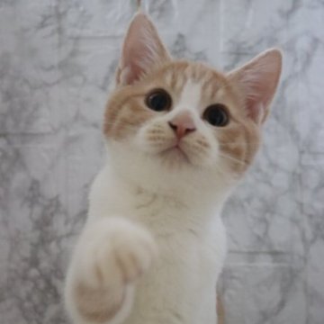 スコティッシュフォールド【埼玉県・男の子・2023年2月7日・クリームタビー&ホワイト】の写真「可愛い男の子♥️とても甘えんぼさんです♥️」