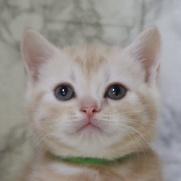 スコティッシュフォールド【埼玉県・男の子・2024年6月13日・クリームタビー】の写真「キレイなカラーで可愛い男の子♥️」