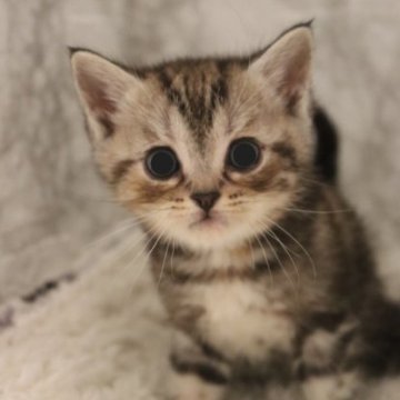 スコティッシュフォールド【埼玉県・女の子・2023年4月1日・ブラウンタビー】の写真「甘えんぼでおめめくりくりの女の子です☺️」