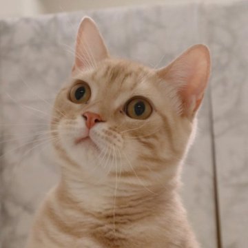 スコティッシュフォールド【埼玉県・男の子・2023年4月1日・レッドタビー】の写真「元気いっぱい遊ぶの大好きな男の子♥️」