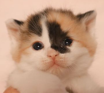 スコティッシュフォールド(立ち耳)【埼玉県・女の子・2022年5月22日・キャリコ】の写真「優しいお顔をした甘えんぼの女の子♥️」