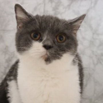 スコティッシュフォールド【埼玉県・男の子・2022年12月10日・ブルー&ホワイト】の写真「とにかく甘えんぼさん♥️かまってちゃんです♥️」