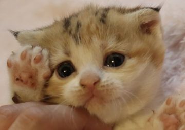 スコティッシュフォールド(折れ耳)【埼玉県・女の子・2022年4月16日・キャリコ】の写真「まるまるしていて甘えんぼの女の子♥️」