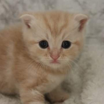 スコティッシュフォールド【埼玉県・女の子・2023年4月1日・クリームタビー】の写真「可愛い顔したいたずらっ子さん♥️よく遊元気いっぱい」