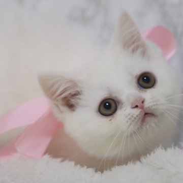 スコティッシュフォールド(立ち耳)【埼玉県・女の子・2023年12月21日・ホワイト】の写真「マリーちゃんみたいにかわいいです♥️」