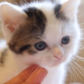 スコティッシュフォールド(立ち耳)【埼玉県・男の子・2022年5月22日・ブラウンタビー&ホワイトバン】の写真「おめめが大きくて、とても可愛い顔の男の子です♥️」