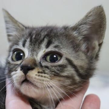 スコティッシュフォールド【埼玉県・男の子・2022年9月12日・ブラウンタビー&ホワイト】の写真「甘えん坊で穏やかな男の子です♥️」