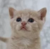 スコティッシュフォールド(立ち耳)【埼玉県・女の子・2024年4月10日・クリームタビー】の写真1